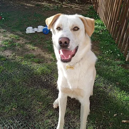 Il Gelsomino Turistico Pesaro